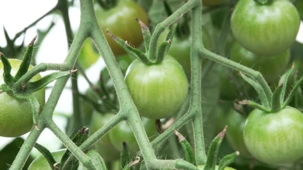Zdrowe Pomidory Wiśniowe Rosnące Rolnictwie Farma Ekologiczna Strzał Śledzący — Wideo stockowe
