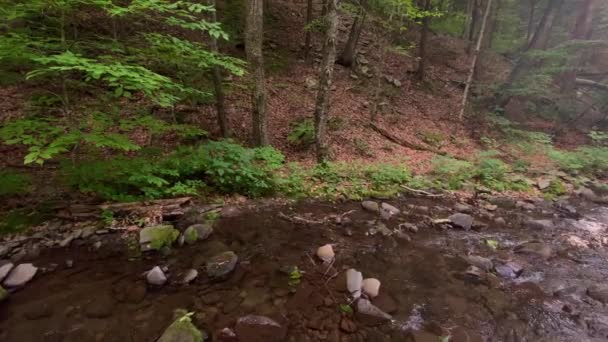 Beau Ruisseau Pêche Forestier Dans Forêt Dense Luxuriante Verdoyante Des — Video