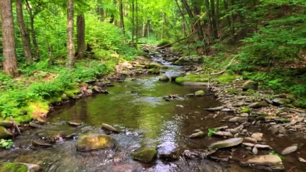 Bonito Córrego Floresta Densa Exuberante Floresta Montanha Apalaches Verde Durante — Vídeo de Stock