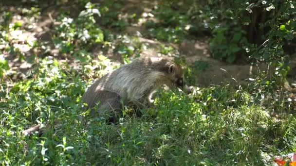 Coati Nariz Blanca Descansando Hierba Mostrando Larga Lengua Primer Plano — Vídeos de Stock