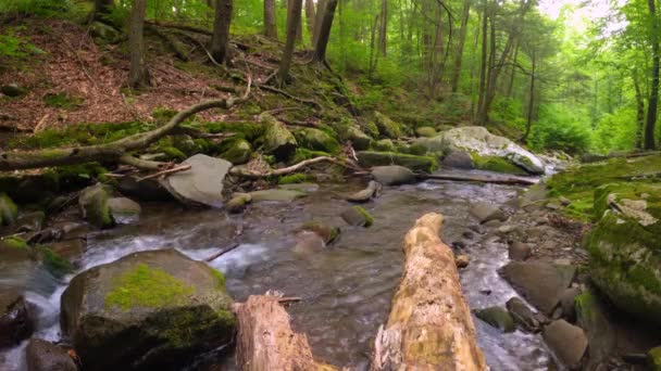 Piękny Leśny Potok Rybacki Upływa Latem Gęstym Bujnym Zielonym Appalachowskim — Wideo stockowe