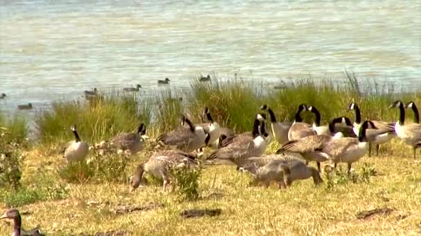 Gri Lag Kanada Kazları Eyebrook Rezervuarının Kıyısında — Stok video