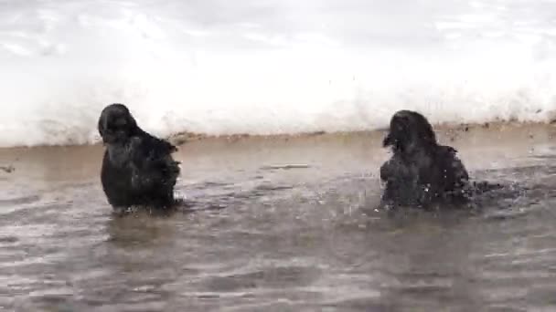 Dos Pájaros Negros Bañándose Agua Durante Invierno Con Nieve Detrás — Vídeo de stock