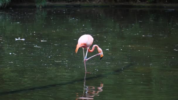 Ringelende Flamingo Die Vijver Staat Terwijl Hij Zijn Snavel Krabt — Stockvideo