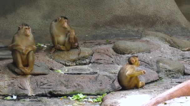 Junge Und Erwachsene Makakenaffen Sitzen Auf Dem Boden Nahaufnahme — Stockvideo