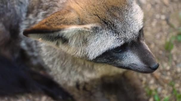 Fennec Fox Nahaufnahme Portrait Looking Hoher Winkel — Stockvideo