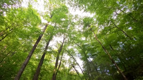 Piękny Leśny Potok Rybacki Gęstym Lesie Appalachów Latem — Wideo stockowe