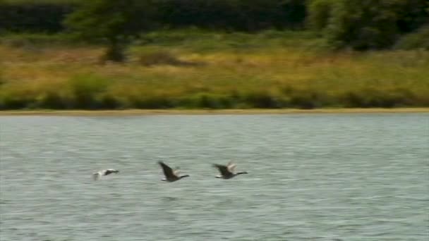 Procent Slow Motion Ganzen Vliegen Eyebrook Reservoir Zoek Naar Voedsel — Stockvideo