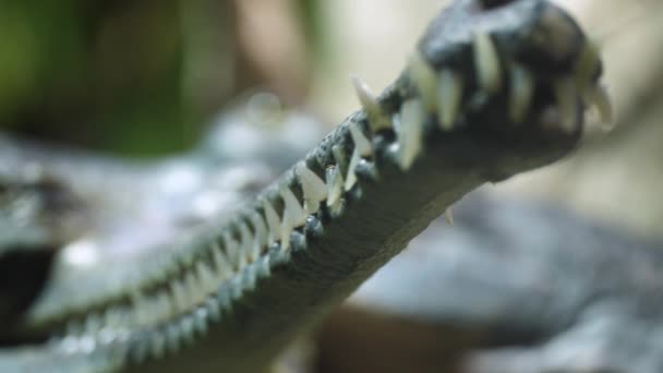 Kritik Tehlike Altındaki Gharial Timsah Ağzı Keskin Dişleri Yaklaş Sürgülü — Stok video