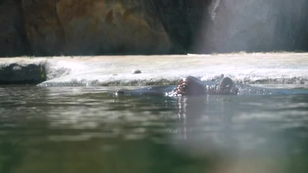 Cabeça Exposta Hipopótamo Nadando Lagoa Zoológico Fechar Câmera Lenta — Vídeo de Stock