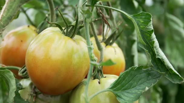 Αποκαλύφθηκε Καλλιεργούμενη Ντομάτα Φυτά Καλλιεργημένο Κήπο Πλευρές — Αρχείο Βίντεο
