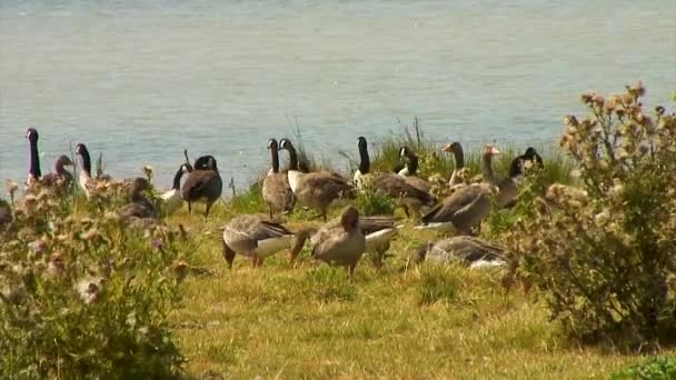 Grå Lagg Och Kanadagäss Stranden Eyebrook Reservoar Utfodring — Stockvideo