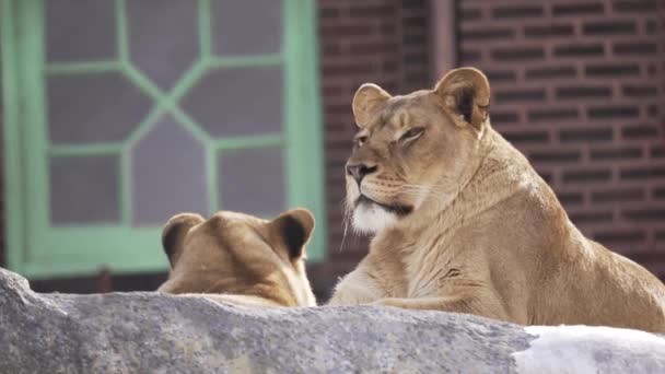 リンカーンパーク動物園のライオンは冬に岩の上に休んでいます 空気中の息を見ることができます その後 彼女は彼女の頭を回し カメラに簡単に見えます — ストック動画