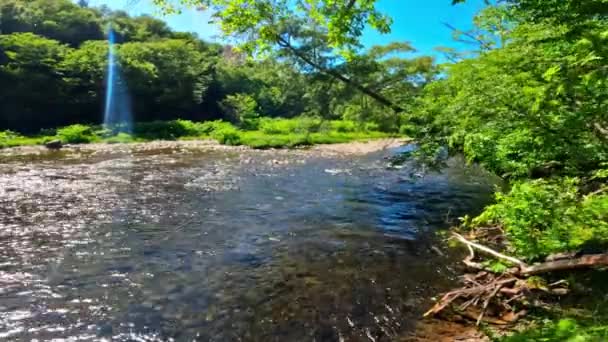 Piękny Leśny Strumień Połowów Pstrągów Gęstym Bujnym Zielonym Appalachach Górskim — Wideo stockowe