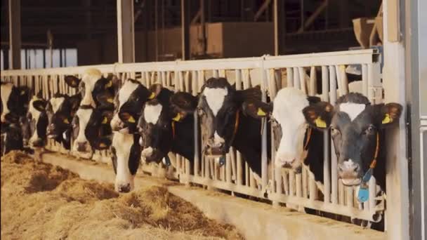 Groupe Nombreuses Vaches Mangeant Fourrage Dans Étable Poêle Main Ferme — Video