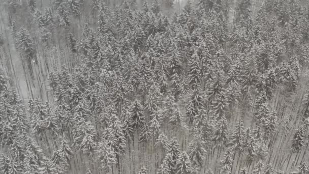 Повітряний Дрон Європейських Зимових Лісів — стокове відео