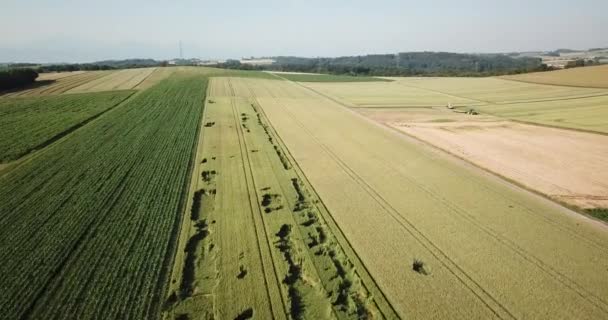 Drohne Angeschoben Luftaufnahme Eines Weizenfeldes Einer Weiten Ebene Schweizer Kanton — Stockvideo