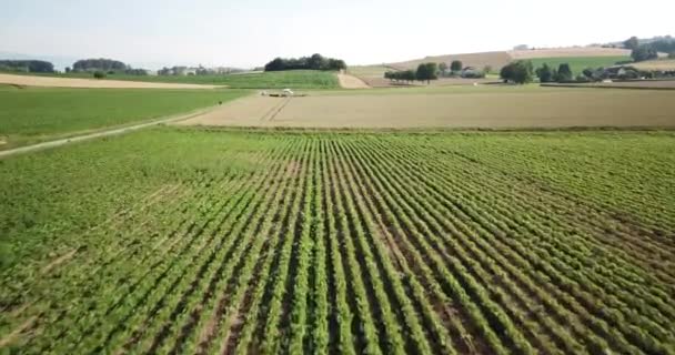スイスの田舎 ヴォー州 ドローンの小麦畑が続く野菜畑を眺めながら押す — ストック動画