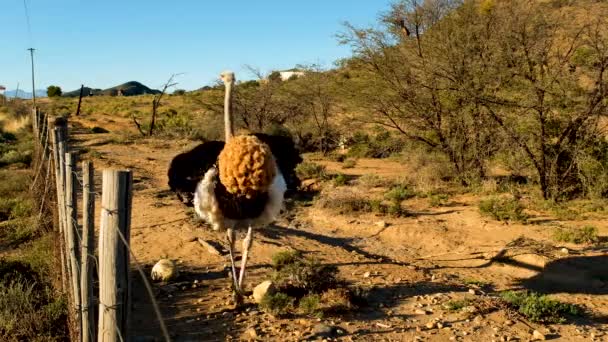 南非领土上的雄性鸵鸟 头戴黑色羽毛 沿着栅栏散步 — 图库视频影像