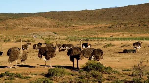 Autruches Dans Paysage Aride Élevés Pour Plume Autruche Industrie Viande — Video