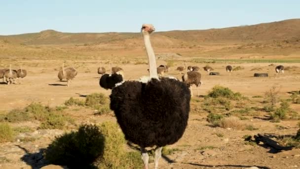 Neugieriges Straußenmännchen Trockenen Lager Geht Nach Oben Oudtshoorn Statischer Schuss — Stockvideo