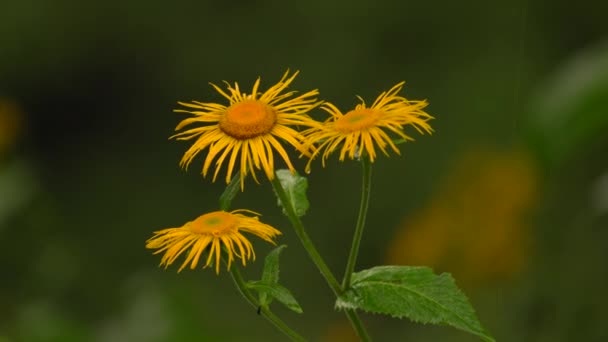 Žlutý Ovocný Kvetoucí Rostlina Vysušená Svěží Dešťové Vodě Selektivní Zaměření — Stock video