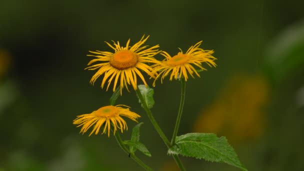 Planta Floração Oxeye Amarelo Drenched Fresh Rainwater Foco Seletivo — Vídeo de Stock