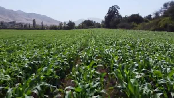 Imagens Drones Campo Milho Jovens Pequenas Plantas Milho Verde Colocadas — Vídeo de Stock