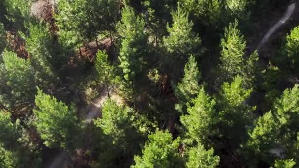 Dağ Bisikleti Süren Insanlarla Birlikte Gizli Orman Patikasının Üzerinde Altın — Stok video