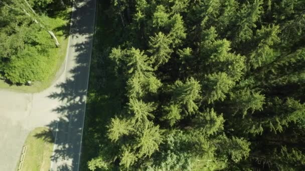 Повітряний Дрон Над Вічнозеленими Деревами Сільська Дорога Природа — стокове відео