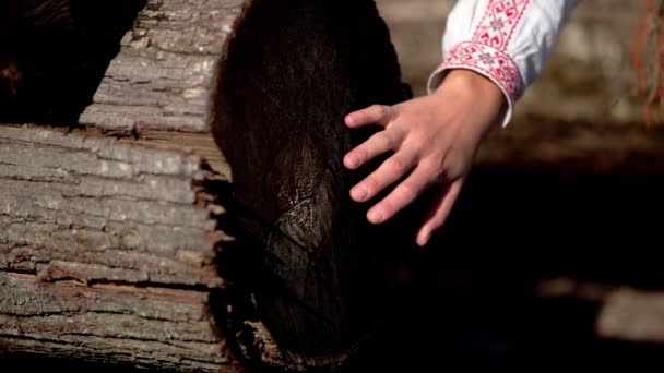 Rumänisches Mädchen Berührt Die Gefällten Bäume — Stockvideo