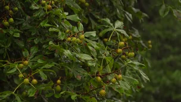 Bagnato Gocciolante Albero Verdeggiante Ippocastano Aesculus Hippocastanum Durante Giorno Pioggia — Video Stock