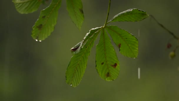 Horse Chestnut Aesculus Hippocastanum Leaves Heavy Rain Static Selective Focus — Stock Video