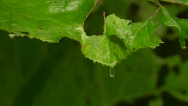 Dešťové Kapky Padající Obřího Zeleného Listu Detailní Záběr — Stock video