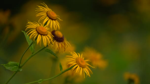 Temporada Primavera Voltar Como Bela Colorida Flor Começar Florescer Novamente — Vídeo de Stock