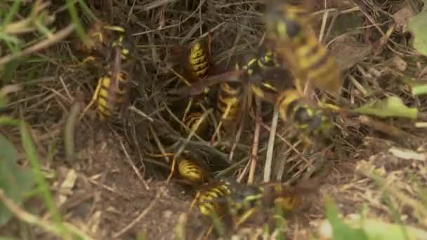 Gelbwesten Wespen Schwärmen Ihrem Nest Auf Dem Boden Nahaufnahme — Stockvideo