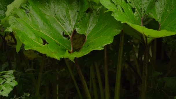 Petasites Japonicus Giganteus Perfect Humid Cold Area Add Some Lush — Stock Video
