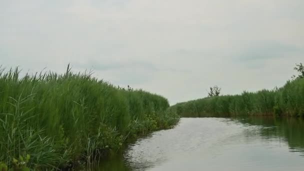 Pov Uma Boatride Calma Através Juncos Waterlillies Países Baixos — Vídeo de Stock