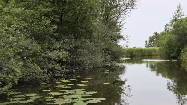 Pov Uma Boatride Calma Através Juncos Waterlillies Países Baixos — Vídeo de Stock