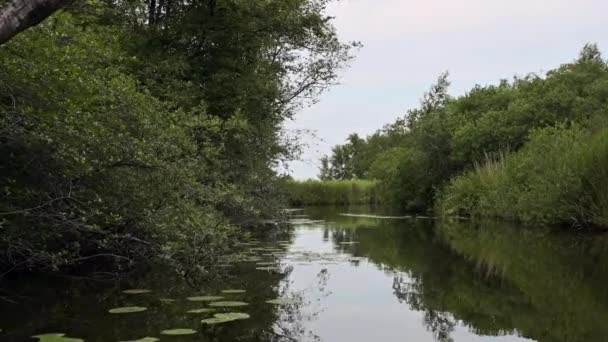 Pov Einer Ruhigen Bootsfahrt Durch Schilf Und Seerosen Niederlande — Stockvideo