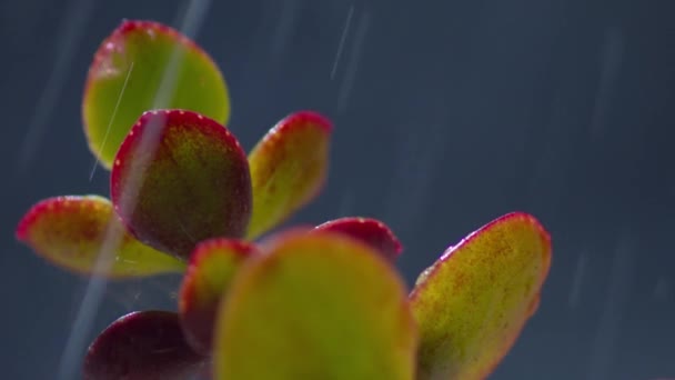 Kapky Vody Padající Malé Šťavnaté Rostlinné Listy Tmavé Pozadí — Stock video