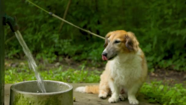 Cão Bem Treinado Espera Pacientemente Lado Seu Dono Uma Fonte — Vídeo de Stock