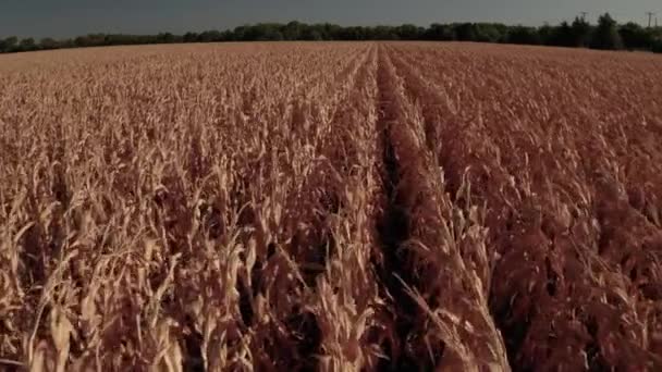 Perte Récoltes Due Réchauffement Climatique — Video