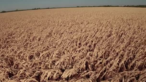 Das Maisfeld Eines Bauern Von Der Hitzewelle Des Klimawandels Betroffen — Stockvideo