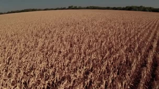 Las Cosechas Quemadas Por Sol Flamean Viento — Vídeos de Stock