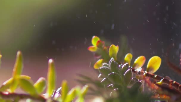 Aus Nächster Nähe Fallen Wassertröpfchen Auf Saftige Pflanzenblätter Zeitlupe — Stockvideo