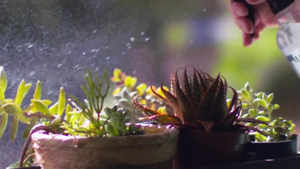 Sluiten Bewateren Potted Home Succulents Met Spuitfles Langzame Beweging — Stockvideo