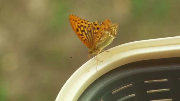 Närbild Vacker Orange Silver Washed Fritillary Fjäril Flaxande Vingar Korg — Stockvideo