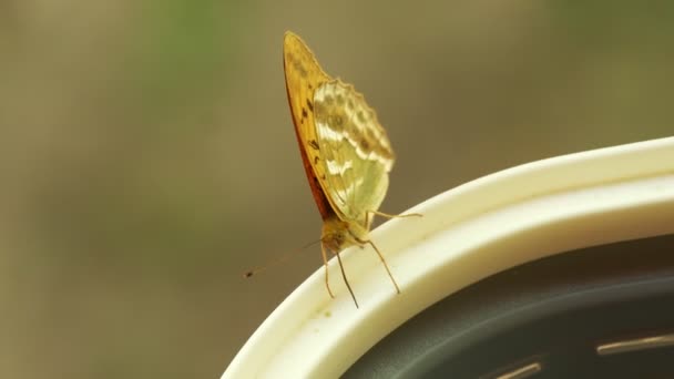 Laranja Prata Lavado Fritillary Borboleta Chupando Pólen Uma Cesta Câmera — Vídeo de Stock