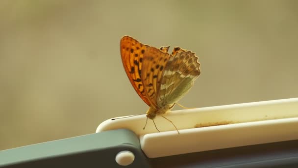 Πορτοκαλί Ασημένιο Πλένονται Fritillary Πεταλούδα Φτερούγες Ένα Καλάθι Αργή Κίνηση — Αρχείο Βίντεο